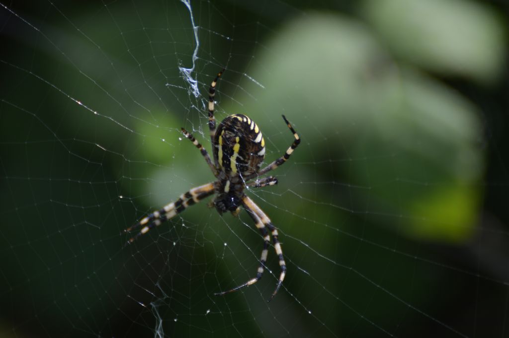 Argiope bruennichi - Colbassano (PG)